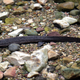 Illustration for article titled Last Call: This endangered salamander is tragically tasty